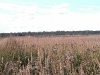 village-17