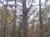 wood-01