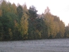 wood-02