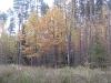wood-07