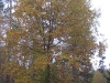 wood-08