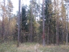 wood-09