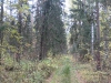 wood-10