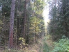 wood-11