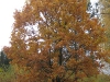 wood-14