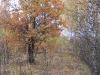 wood-15