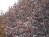 snow-01