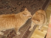 brothers-08