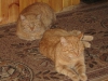 brothers-09