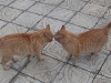 brothers-12