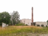 plant-06