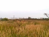 plant-07