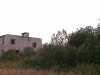 plant-09