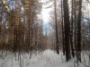 forest-1