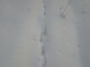 forest-2