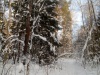 forest-3