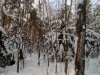 forest-4