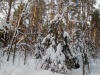 forest-5
