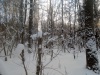 forest-6