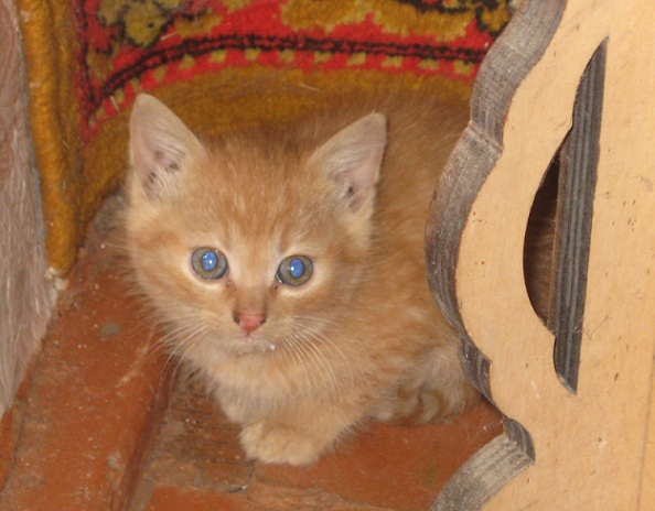 cat-01