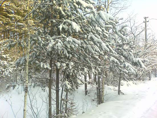image_918-small